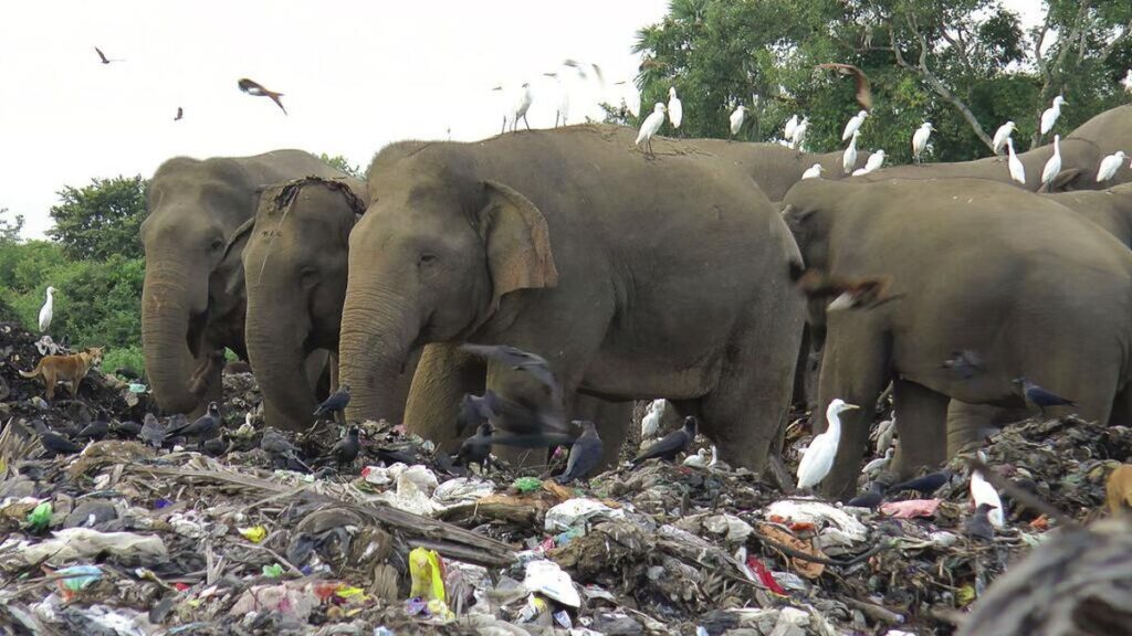 Pengelolaan Sampah Sri Lanka Menghadapi Masalah Lingkungan